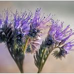 Phacelia