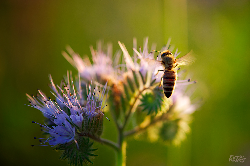 Phacelia