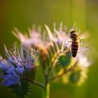 Phacelia