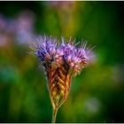 Phacelia