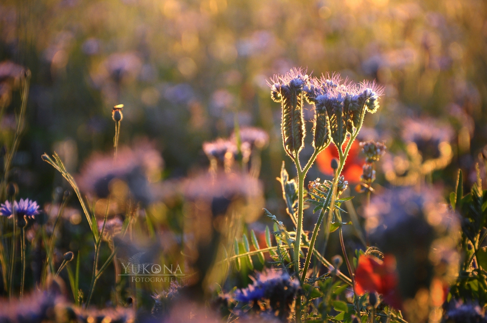 Phacelia