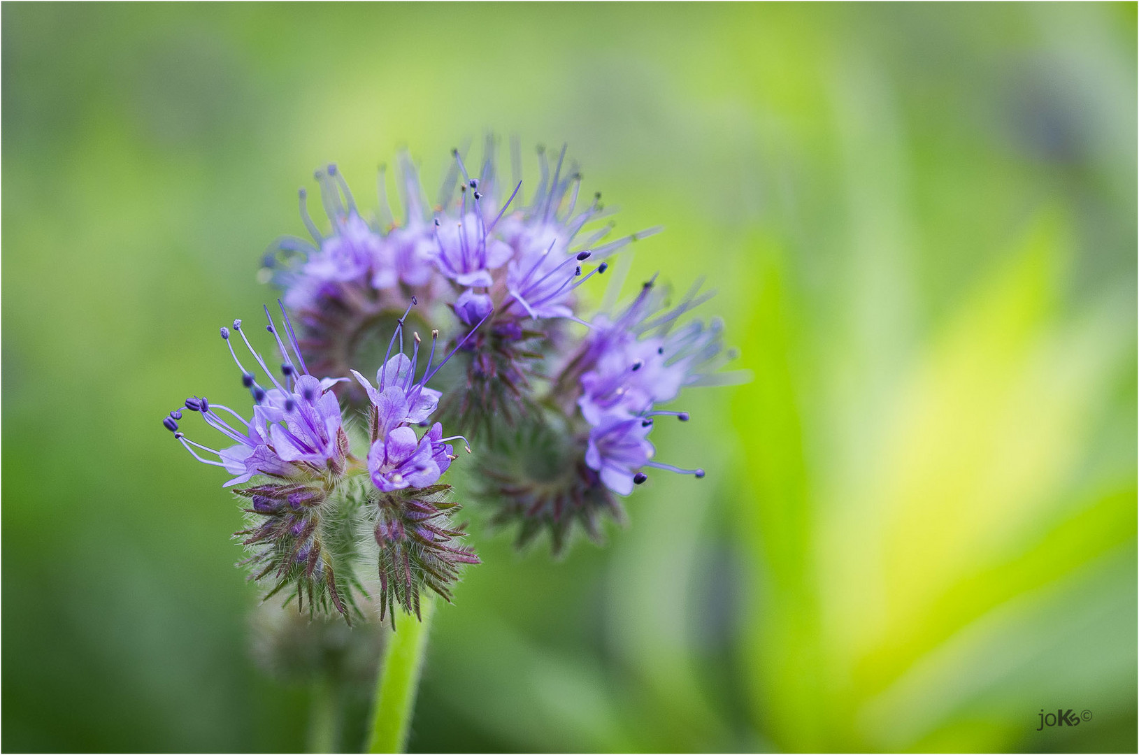 Phacelia