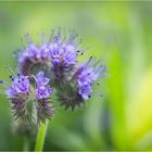 Phacelia