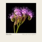 Phacelia