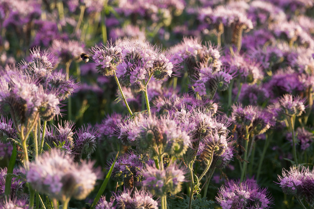 Phacelia