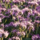 Phacelia