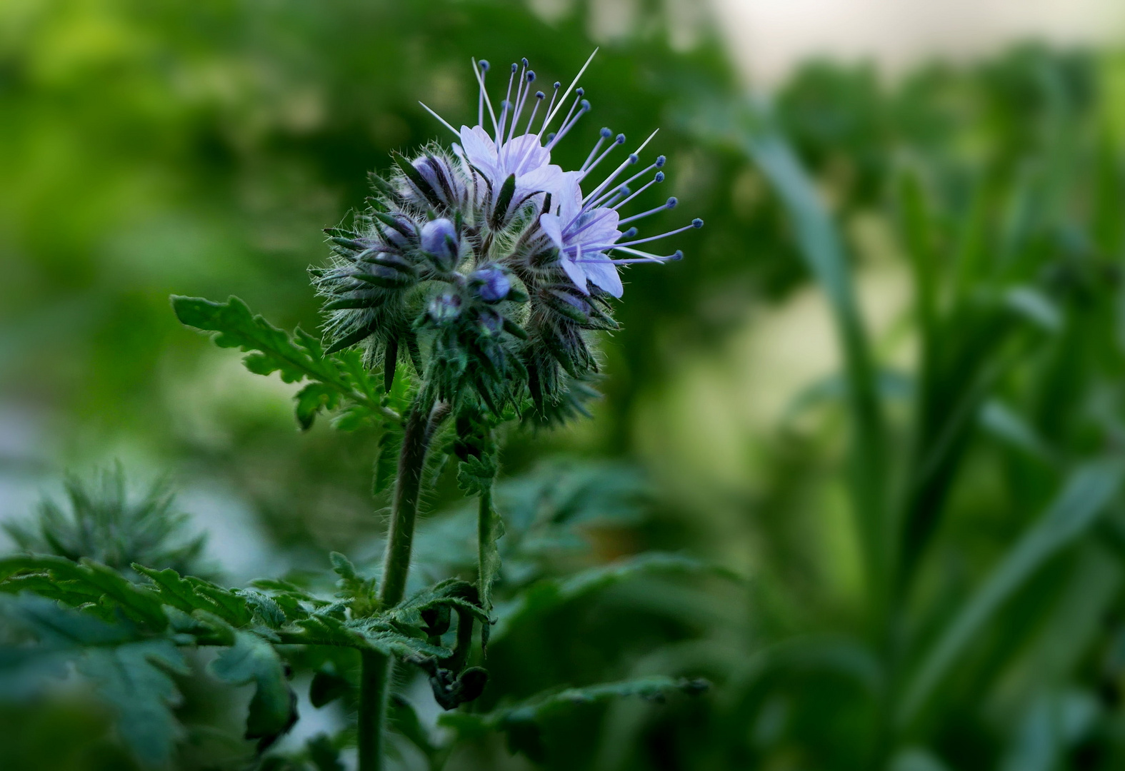 Phacelia