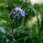 Phacelia