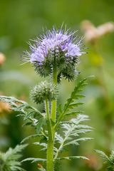 Phacelia...