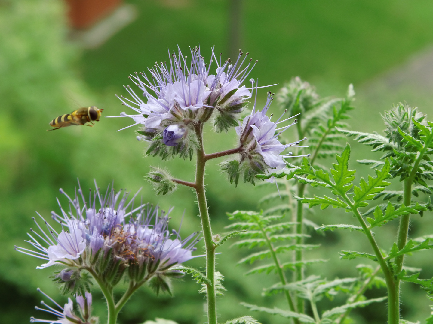 Phacelia