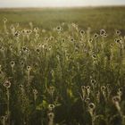 Phacelia Abendstimmung