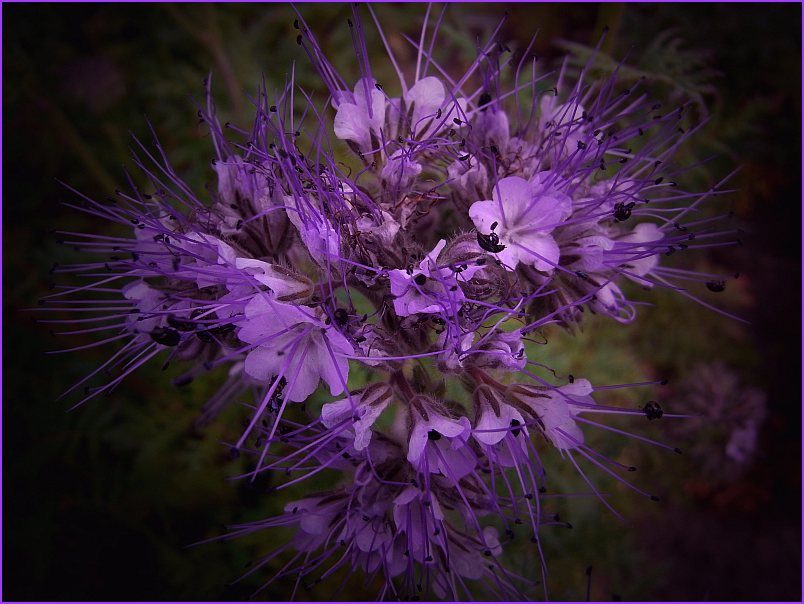 Phacelia