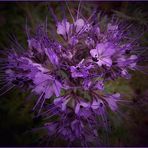 Phacelia