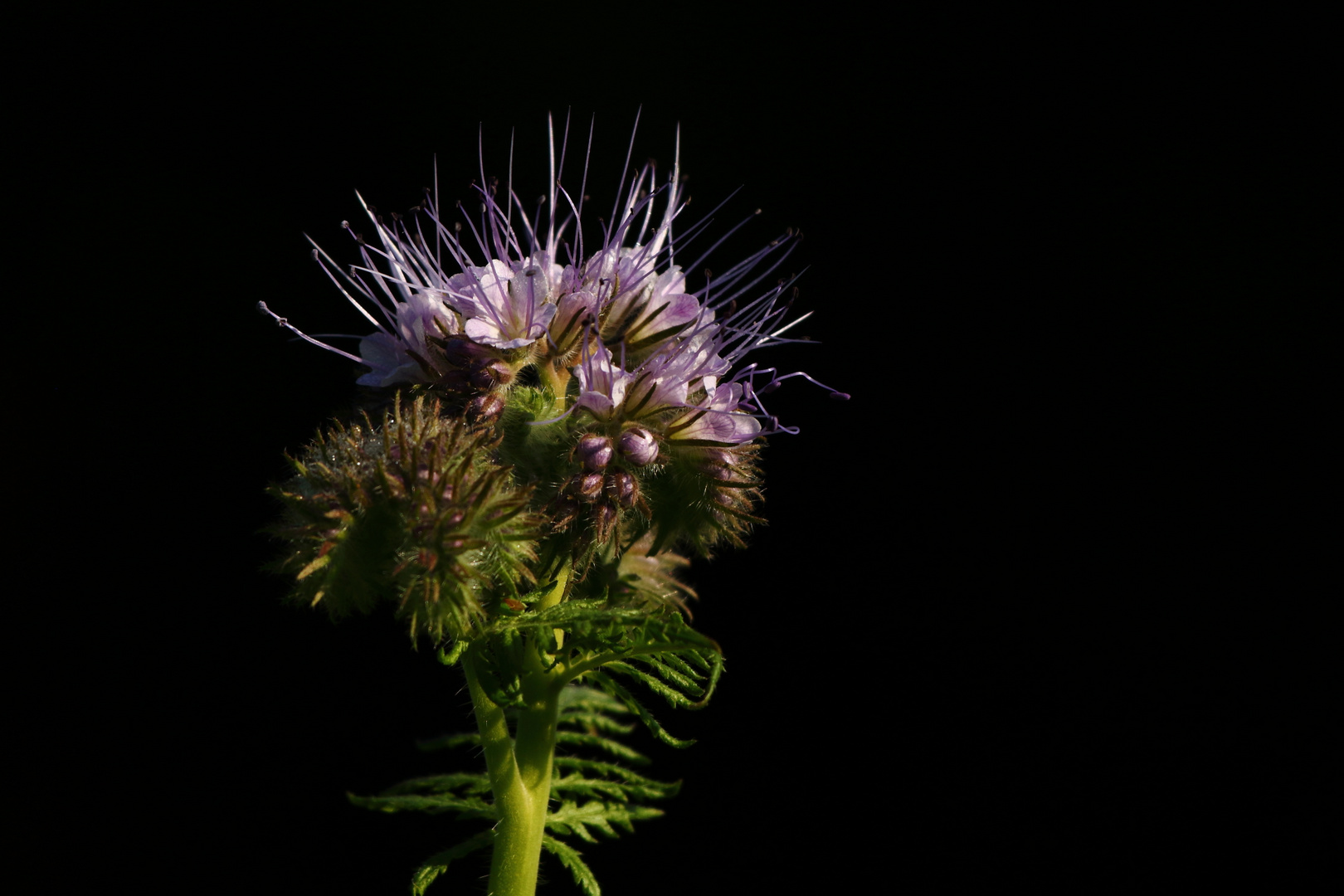 Phacelia (auch Bienenfreund oder Büschelschön)