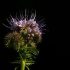 Phacelia (auch Bienenfreund oder Büschelschön)