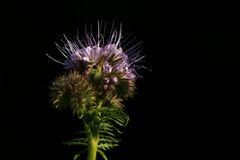 Phacelia (auch Bienenfreund oder Büschelschön)