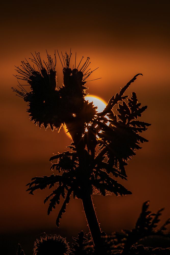 Phacelia...