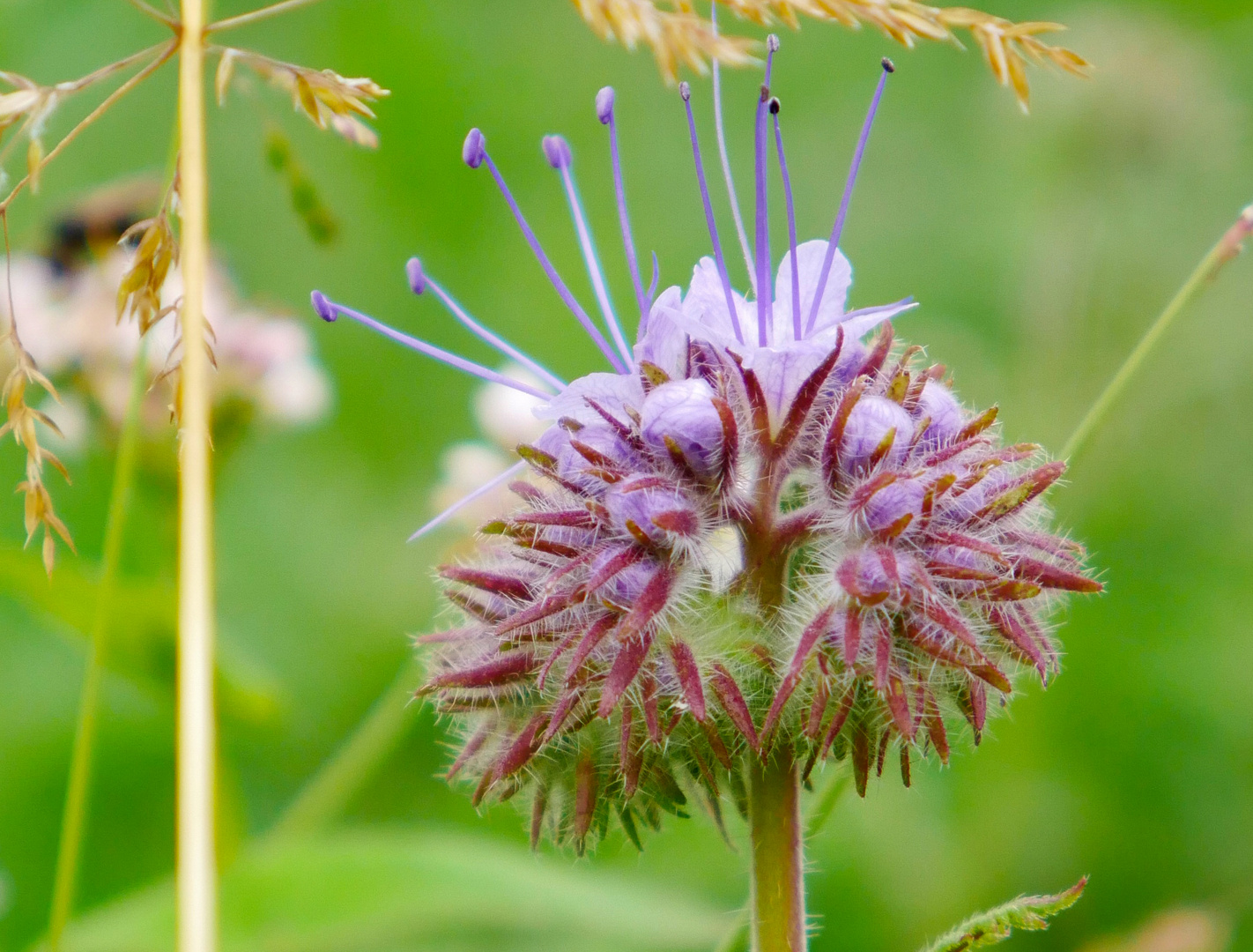 Phacelia 