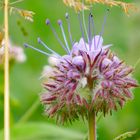 Phacelia 