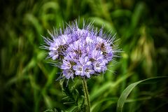 Phacelia...