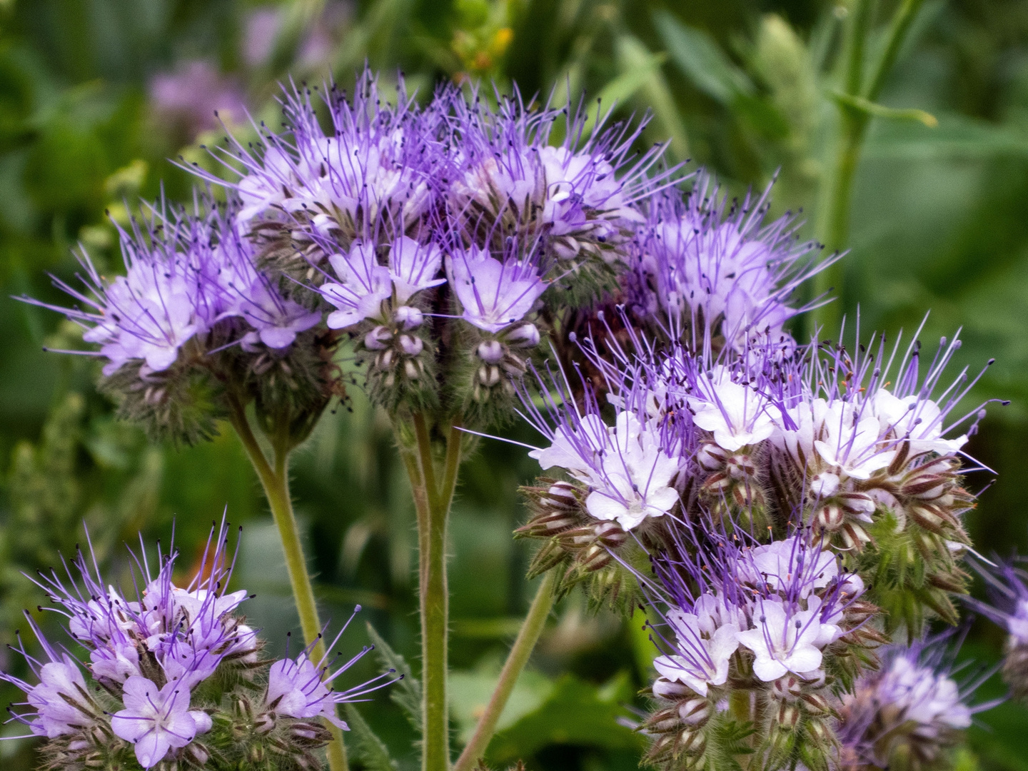 Phacelia