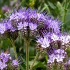 Phacelia