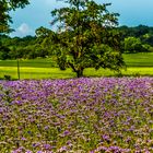 Phacelia