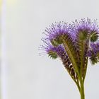 Phacelia