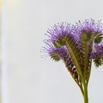 Phacelia