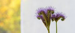 Phacelia