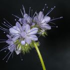 Phacelia Bienenfreund