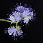 Phacelia bienenfreund 529_4 