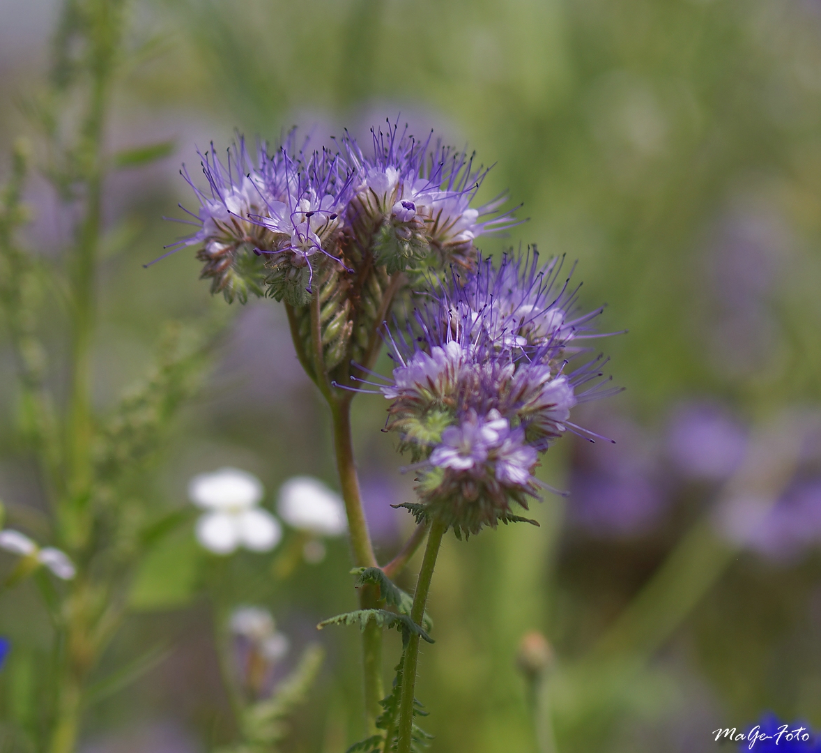 Phacelia - Bienenfreund