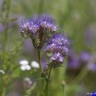 Phacelia - Bienenfreund