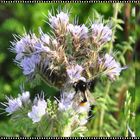 Phacelia - Bienenfreund (Büschelschön)