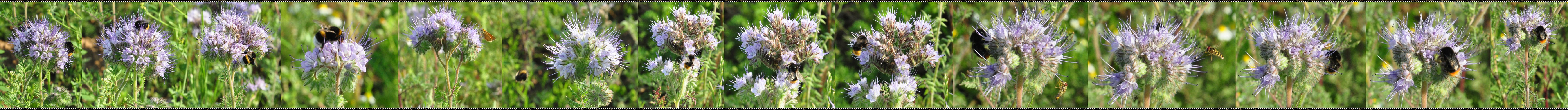 Phacelia - Bienenfreund (Büschelschön)