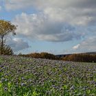 Phacelia - Bienenfreund