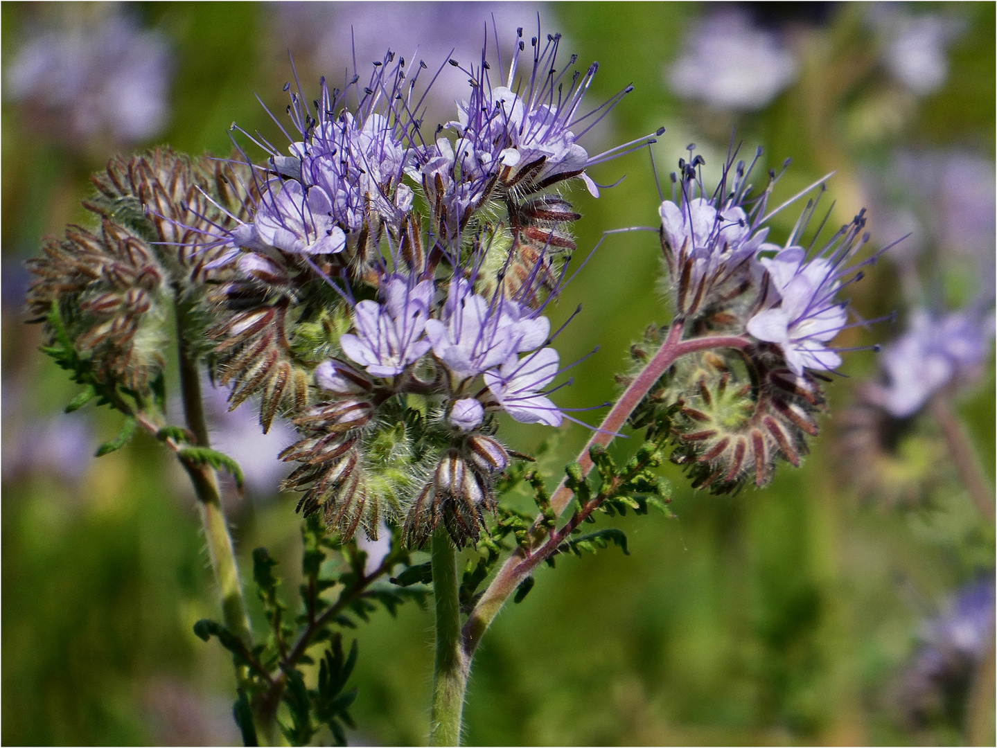 Phacelia Bienenfreund