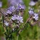 Phacelia Bienenfreund