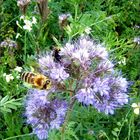 Phacelia - Bienenfreund