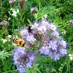 Phacelia - Bienenfreund