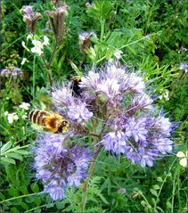 Phacelia - Bienenfreund