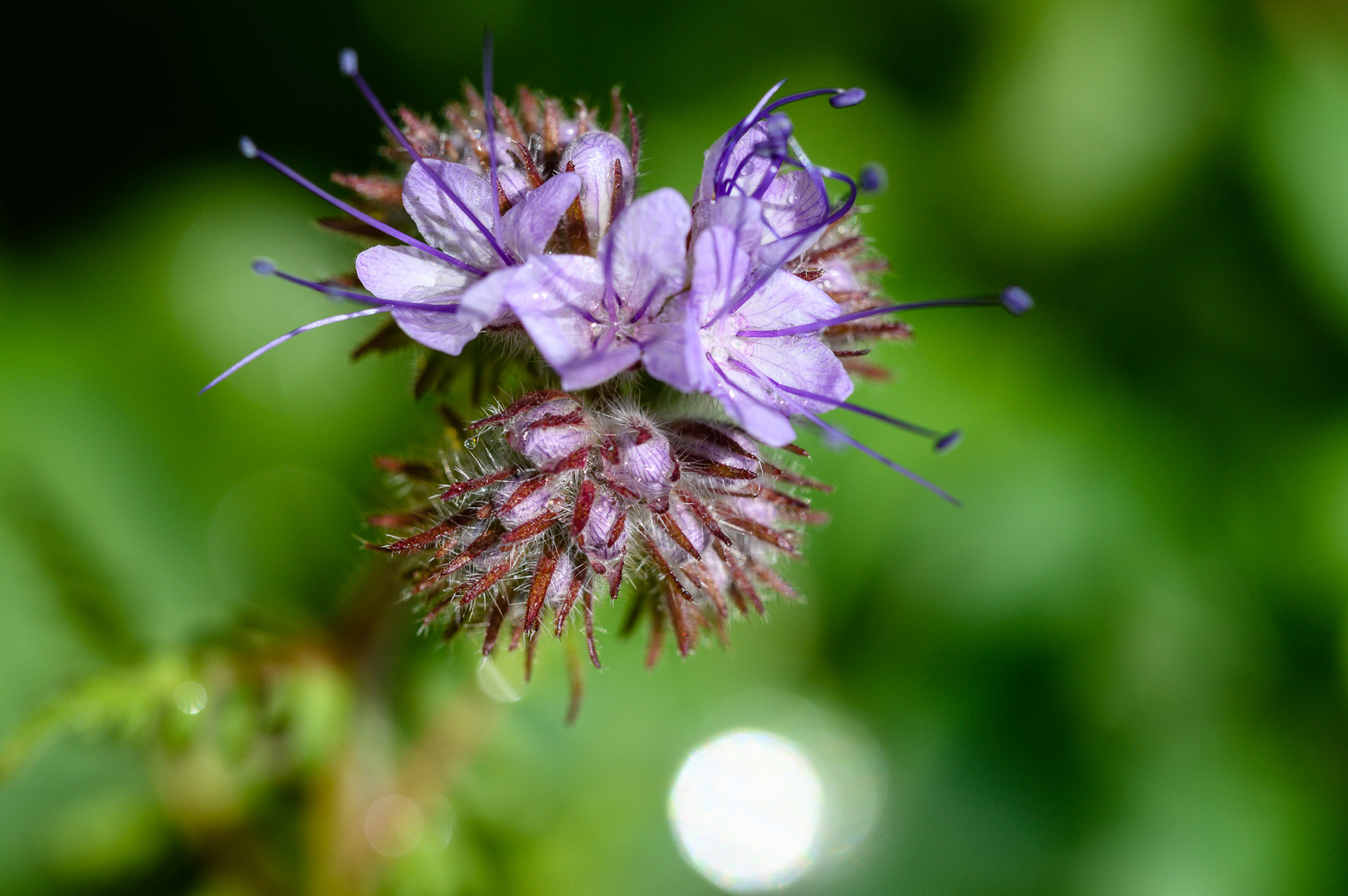 Phacelia - Bienenweide