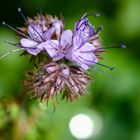 Phacelia - Bienenweide