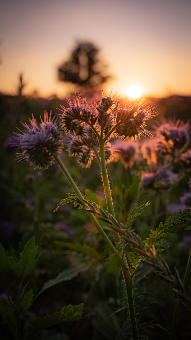 Phacelia (Bienenweide)