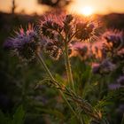 Phacelia (Bienenweide)