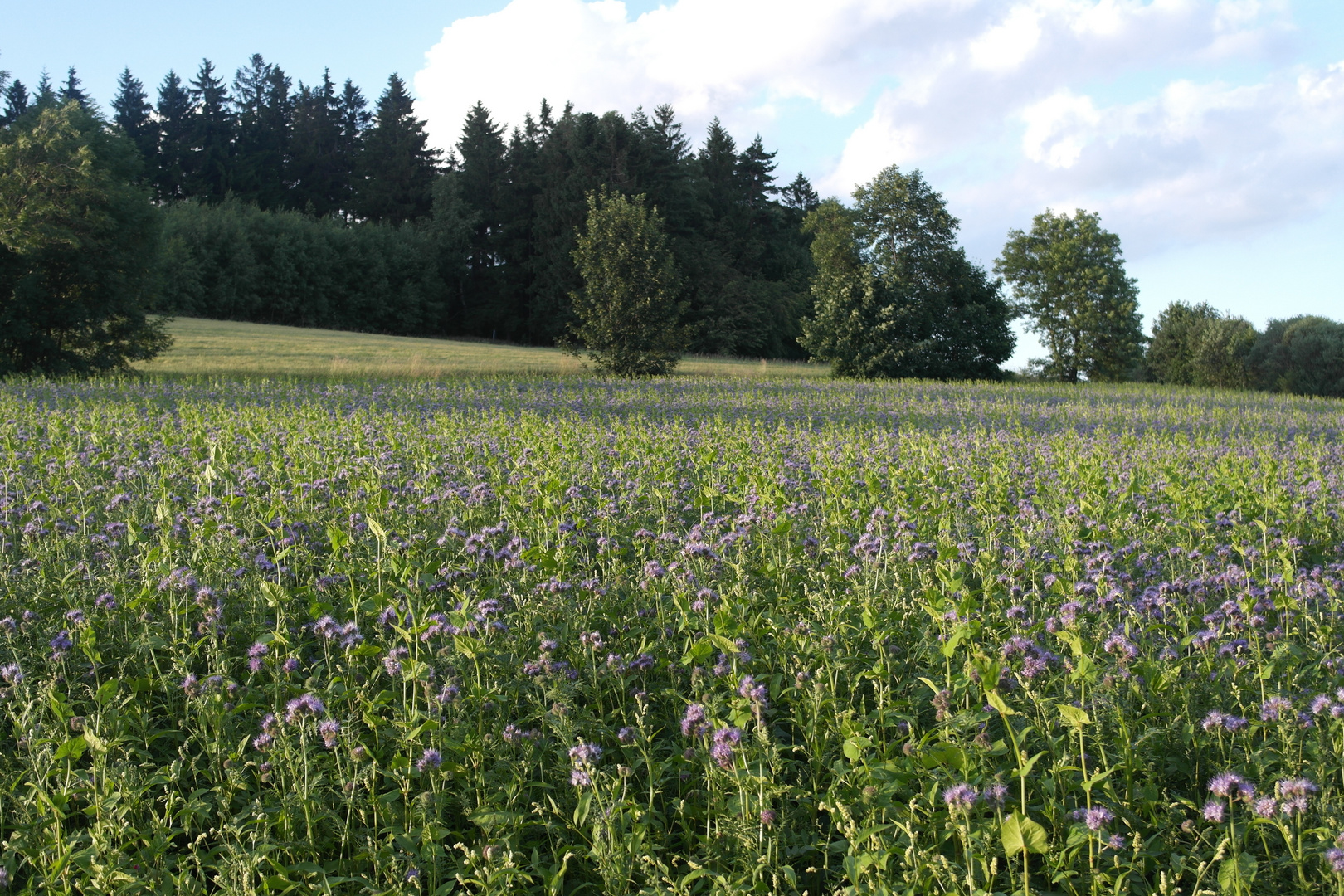 Phacelia  : Bienenweide im Abendlicht