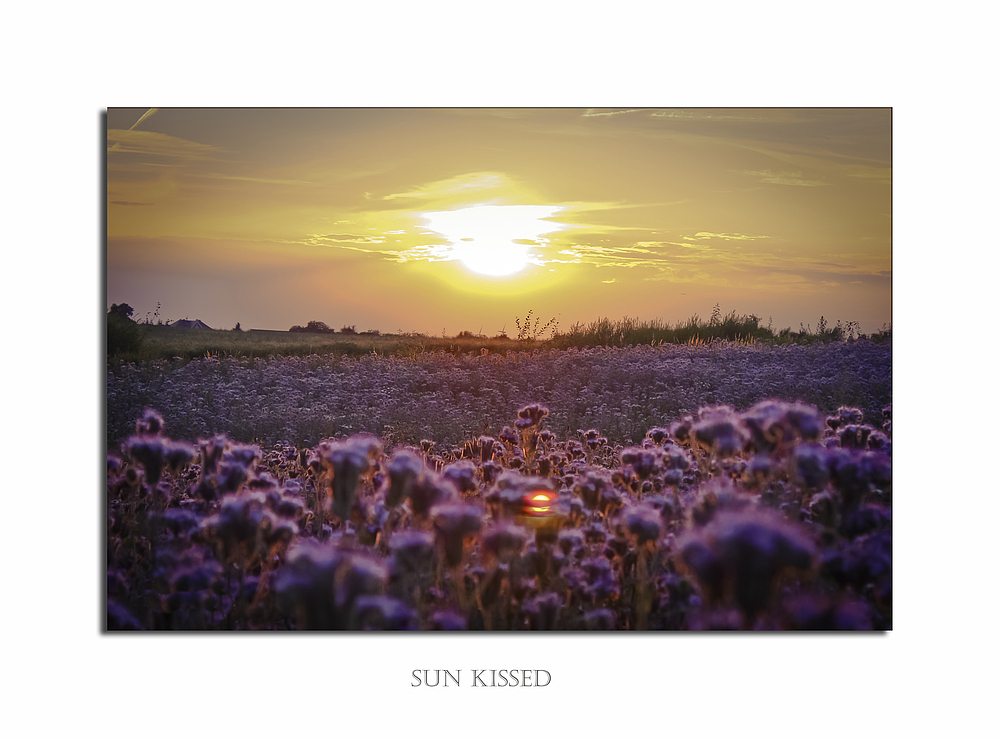 Phacelia (Bienenweide) im Sonnenuntergang