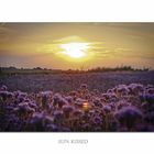 Phacelia (Bienenweide) im Sonnenuntergang