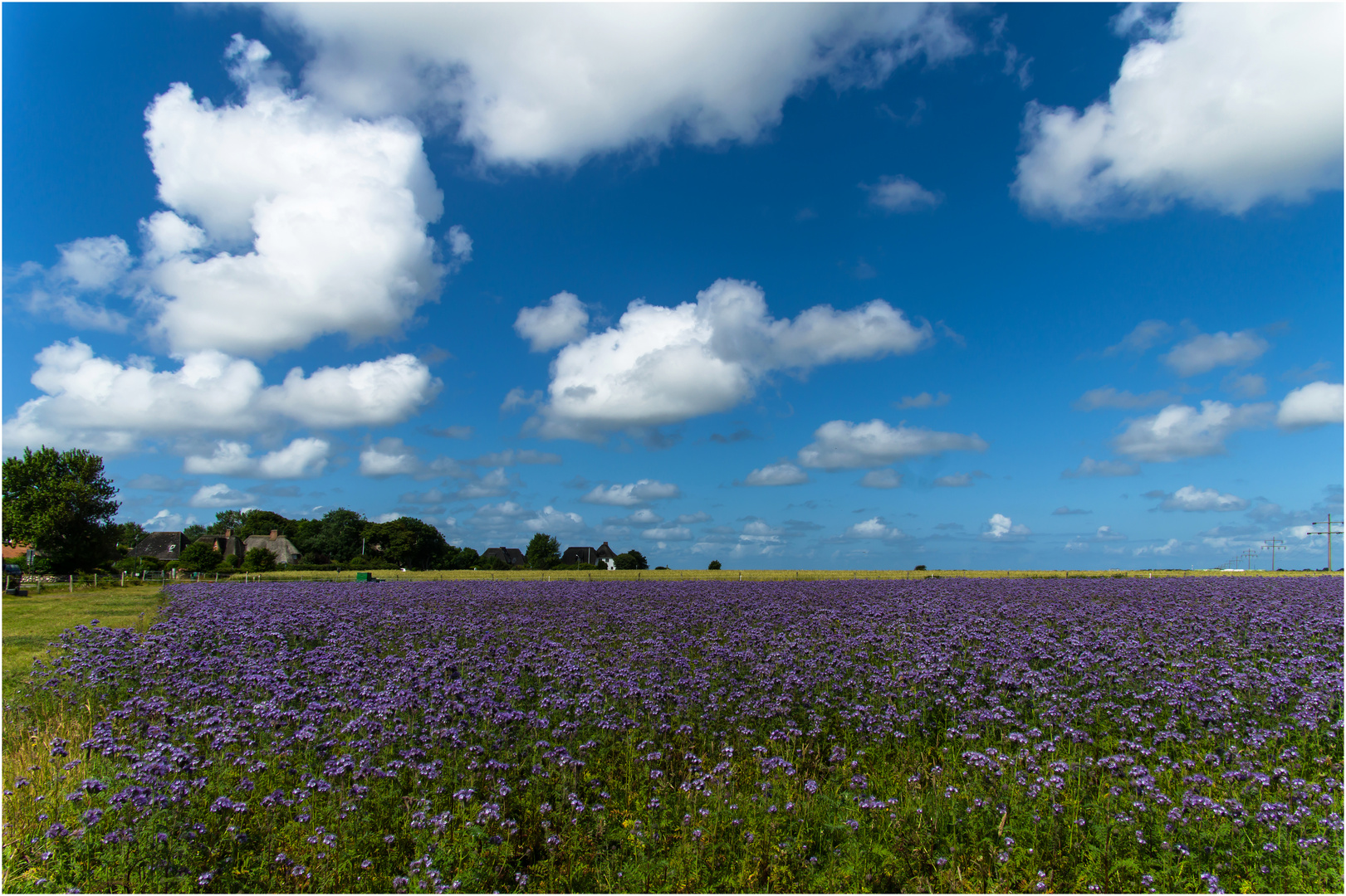 Phacelia / Bienenweide / Imkerpflanze / Gründüngung